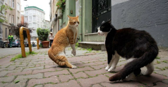 Kedi